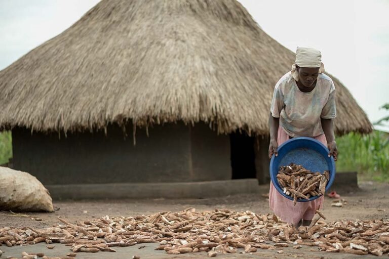 A-cassava-farmer-hungs-her-cassava-tubers-out-in-the-sunlight-so-she-can-make-flour-later-a-common-practice-photographer-in-kenya