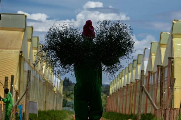 A-farm-worker-carries-his-harvest-to-storage-in-kenya-east-africa