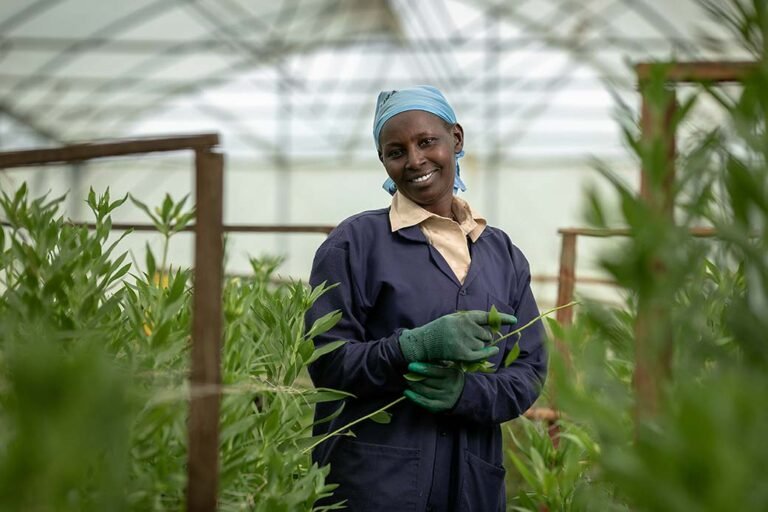 A-female-greenhouse-worker-stands-inside-her-crops-for-export-to-the-netherlands-in-nakuru-photographer-in-kenya