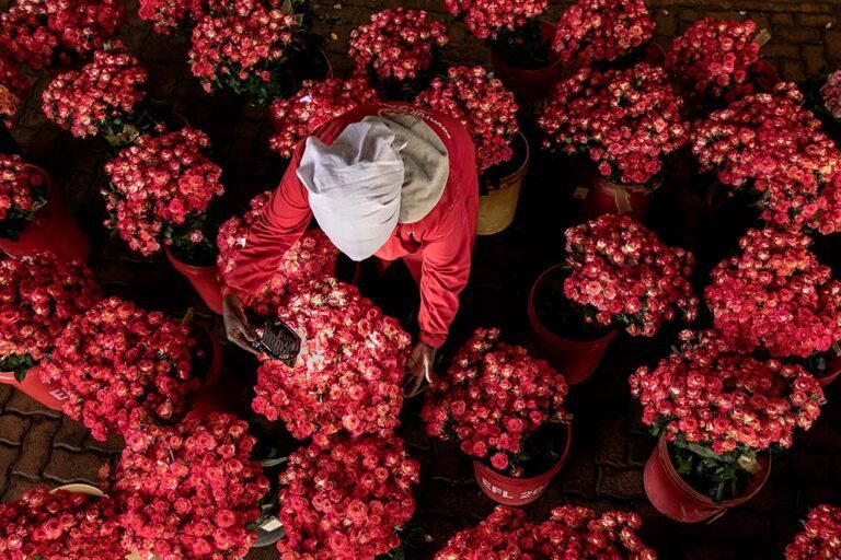 A-horticultural-farmer-does-quality-checks-on-a-freshly-harvested-lot-of-red-roses-on-a-flower-farm-in-kenyaEast-africa-ready-for-export