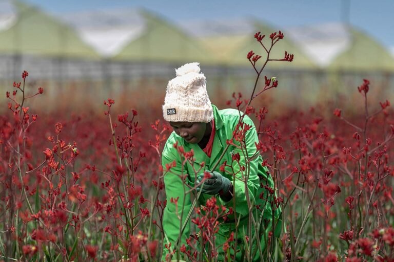 A-lady-works-on-a-flower-farm-in-kenyauganda