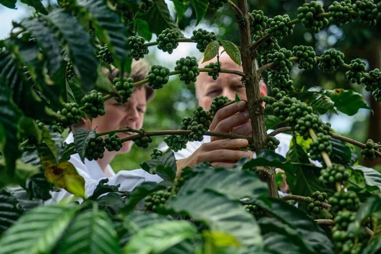 Dutch-investors-inspect-coffee-at-a-farm-in-masakaUganda