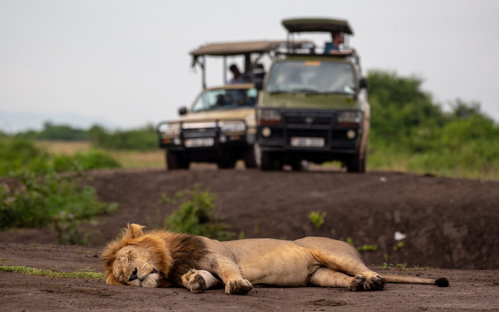a lion in a national park in kenya y photographer andrew kartende